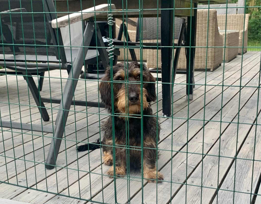 2023-09-10 trädgårdspysslet, Mugworts, varma&nbsp;mackor