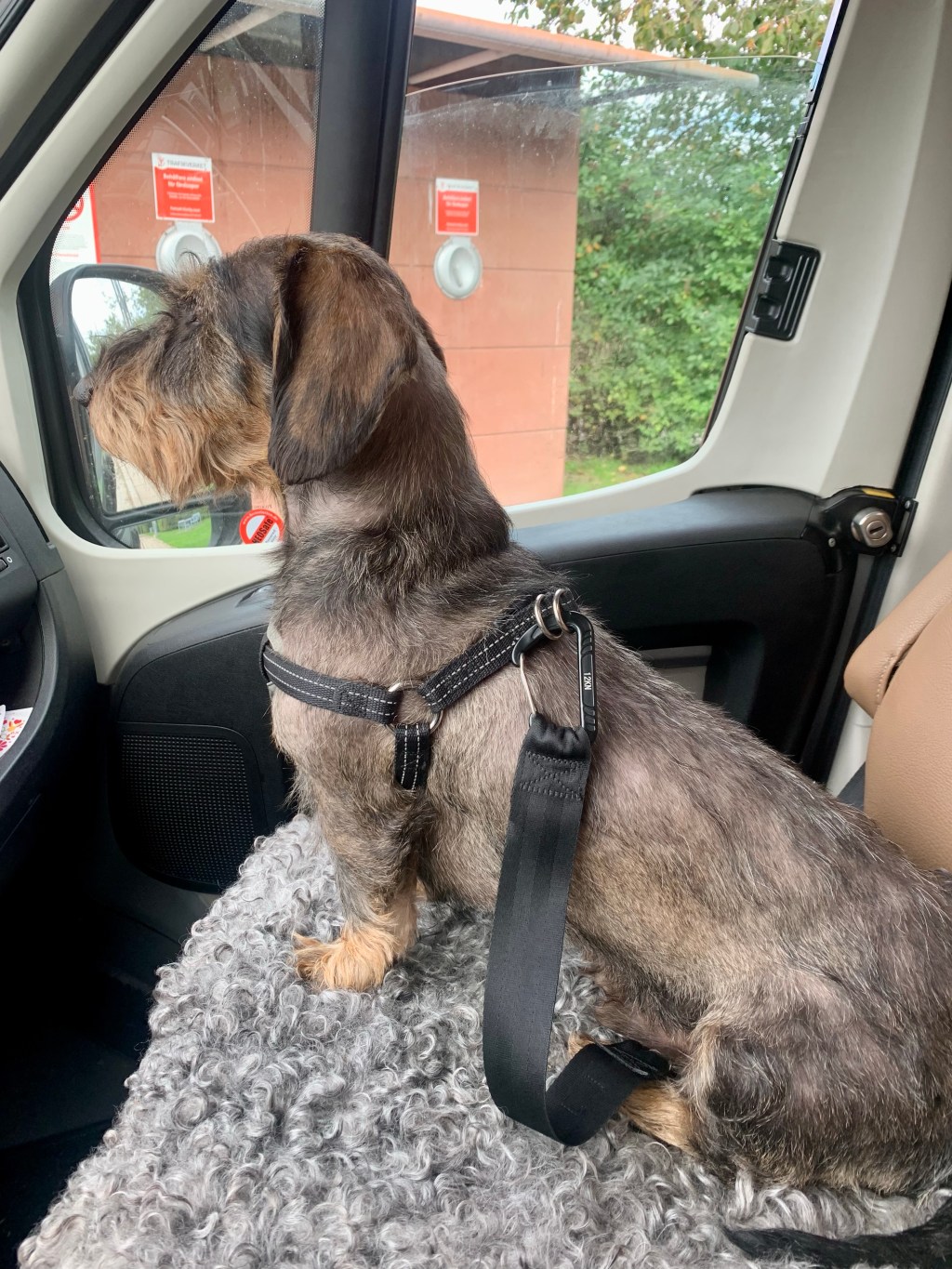 2023-09-16 G frisering, barnbarnsmys,&nbsp;Alingsås