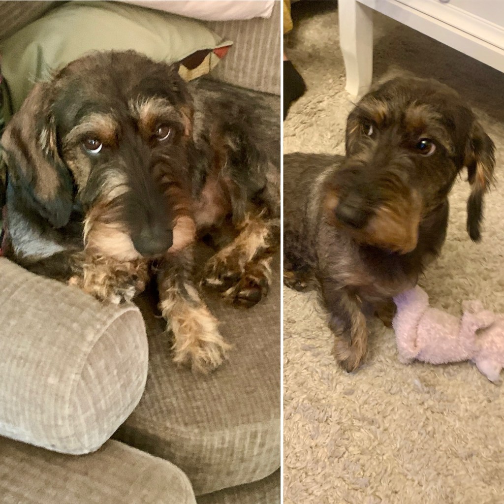 Vecka 40 2023: Vera mys,&nbsp;familjemiddag