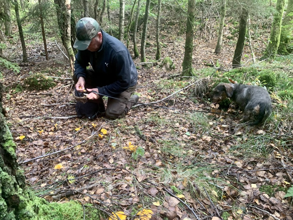 2023-09-30 tömning plåten, svamp med maken, soffhäng
