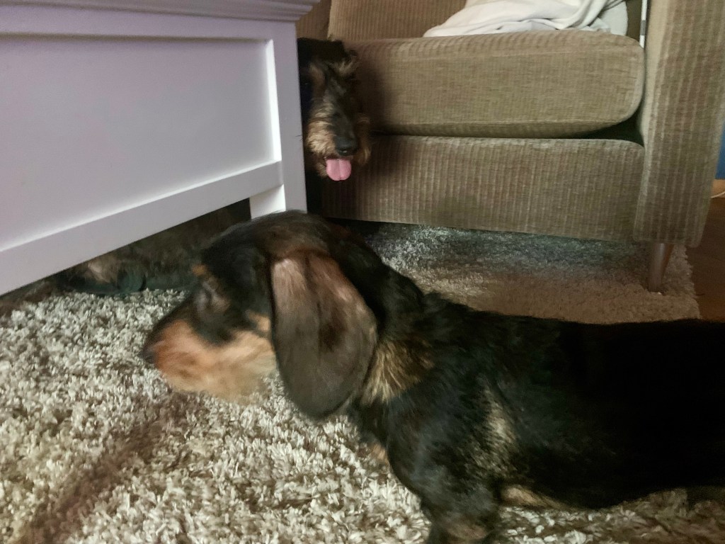 Vecka 47 2023: advent/julpynt, taxkompis, skaldjur å barnbarn