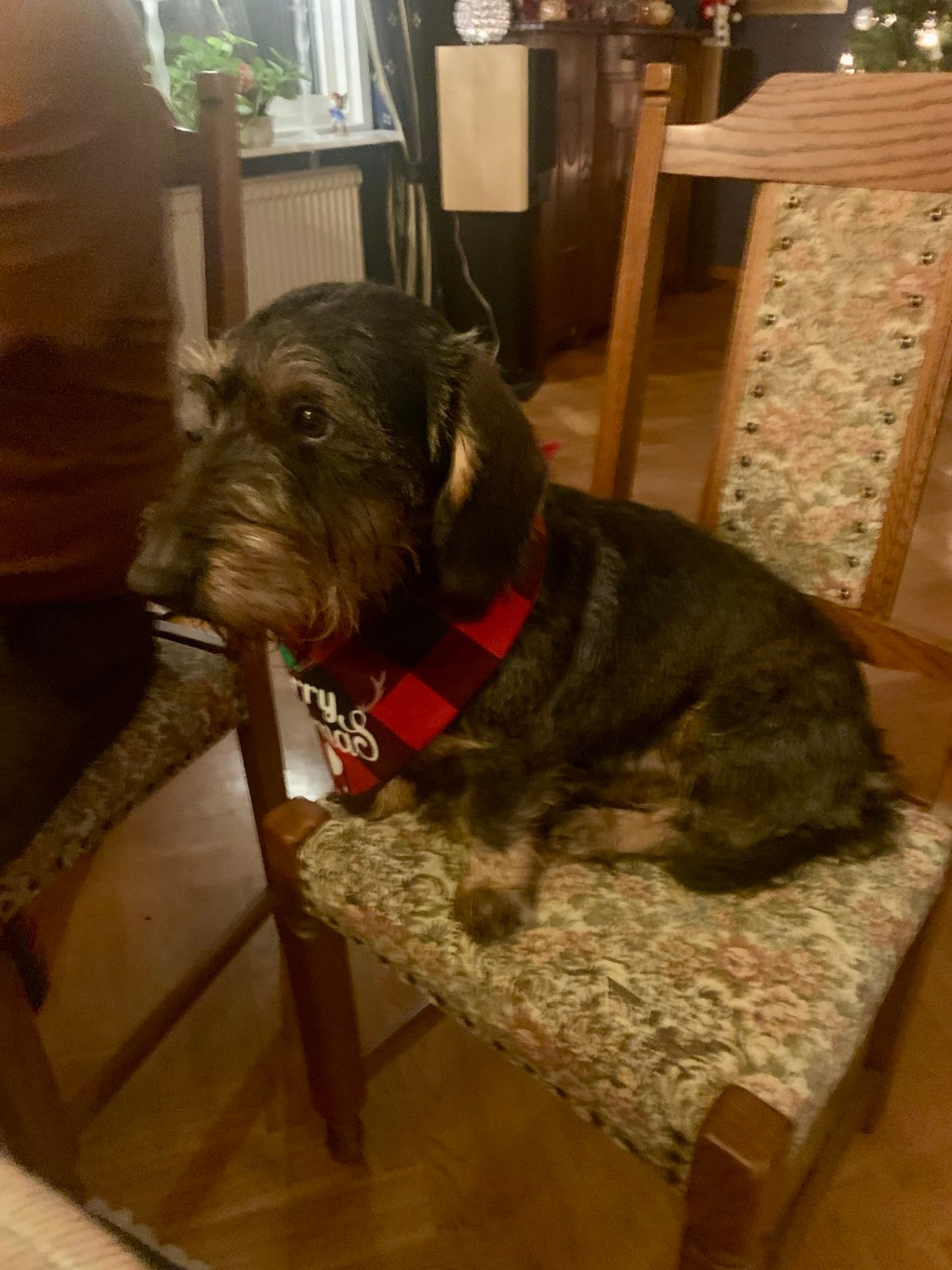 Vecka 51 2023: lite ledighet,&nbsp;julafton