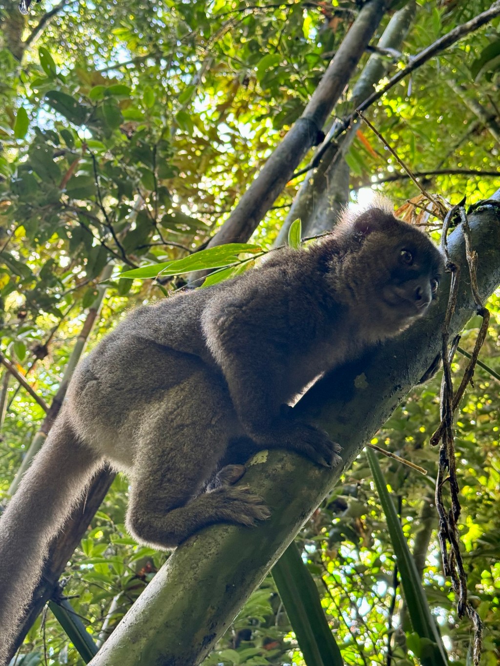 2024-04-05: Rinomafana Nationalpark, Lemurer, konstiga insekter,&nbsp;Fianarantsoa