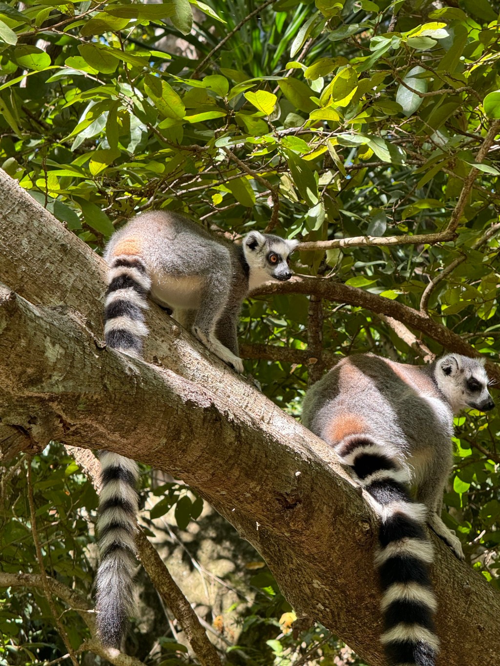 2024-04-07 Isalo, sandsten, bad i natursjö,&nbsp;träningsrekord