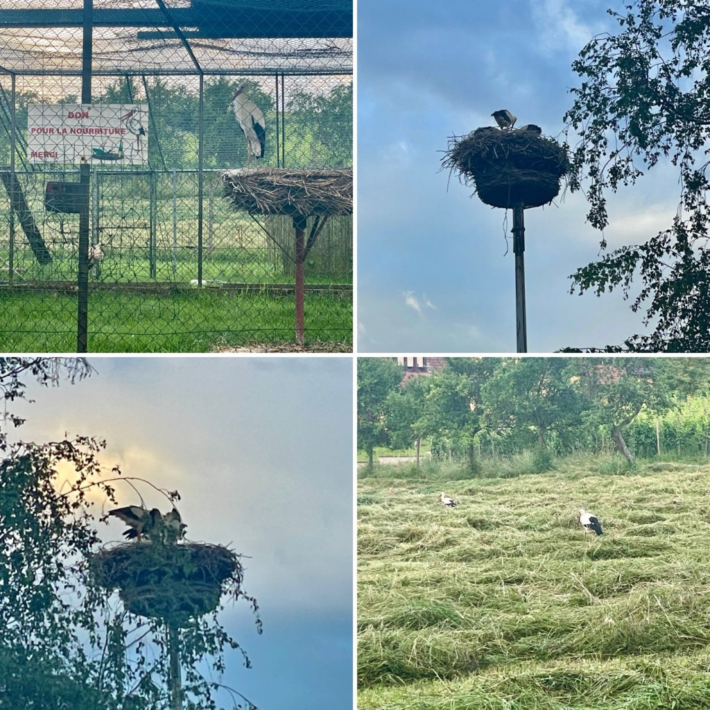 2024-06-11: H jobbar,&nbsp;storkar