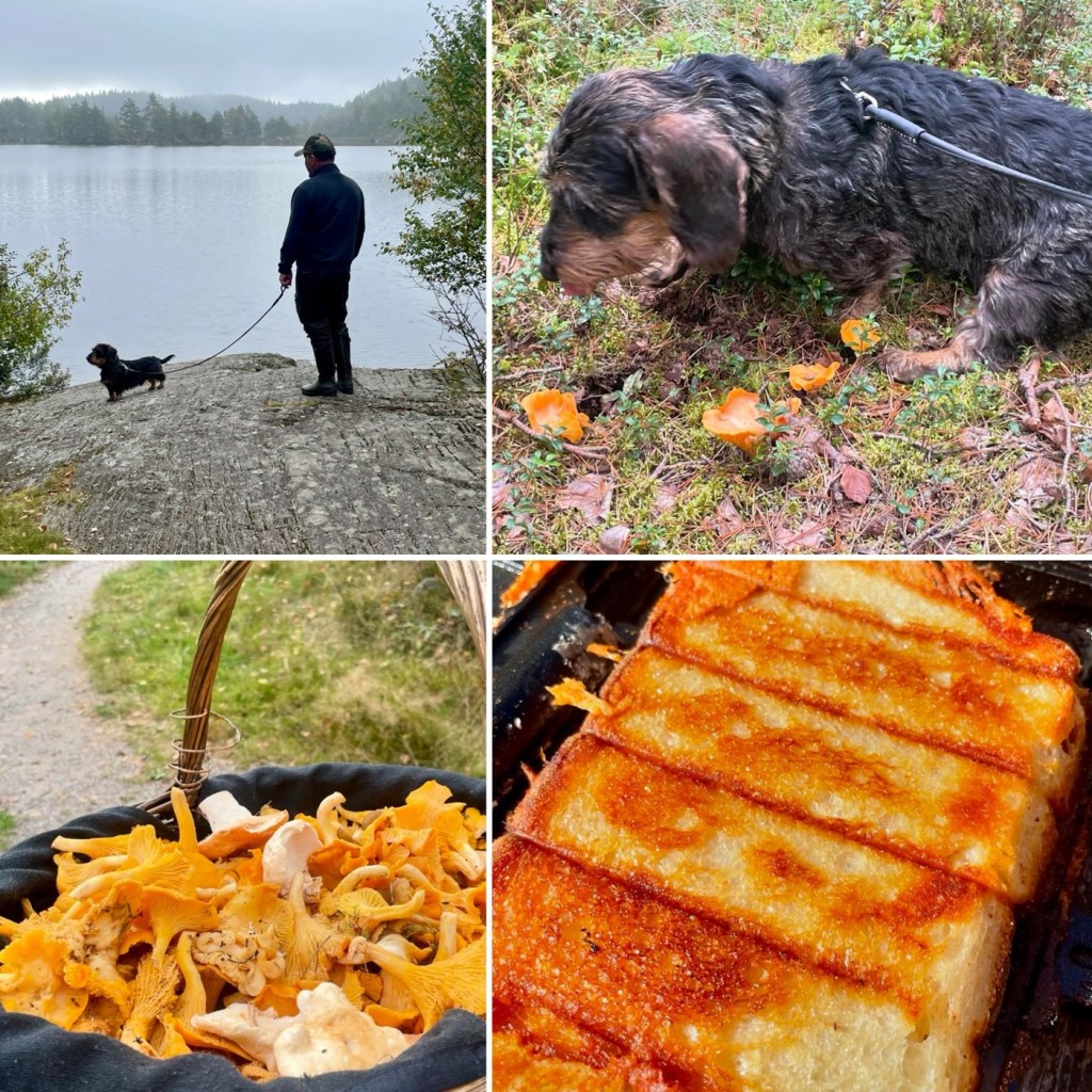 2024-09-20: sista helgen med plåten. Henån, fricamping,&nbsp;svamp