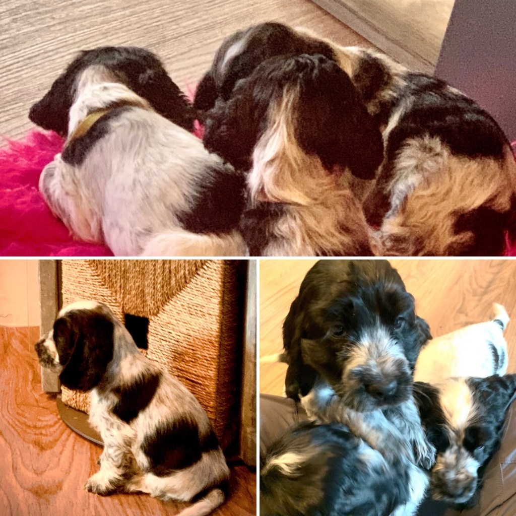 2022-12-18 4:e advent,&nbsp;valpar