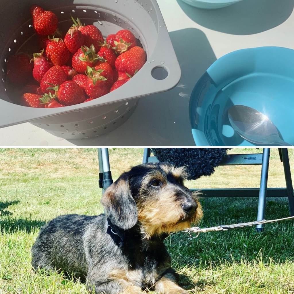 2023-06-10 loppis, camping, förberedelse för utställning, underbar&nbsp;sommardag