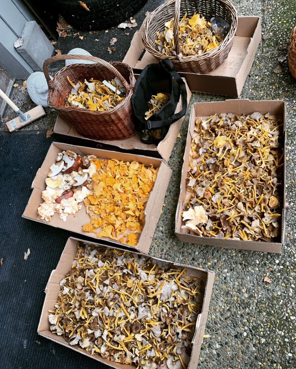 2022-10-23 lite mer svamp å sedan söndagshäng